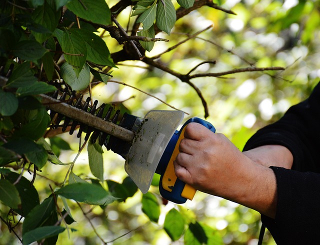 Come ridare vita al tuo giardino