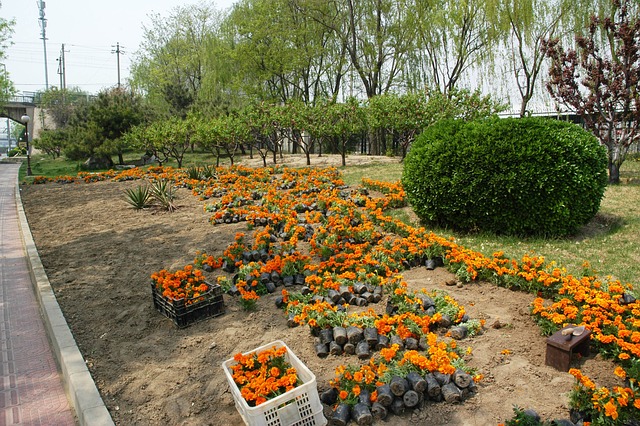 Come ridare vita al tuo giardino